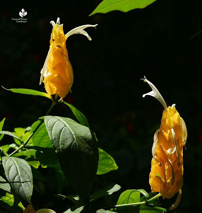 Pachystachys lutea shrimp plant Central Texas Gardener