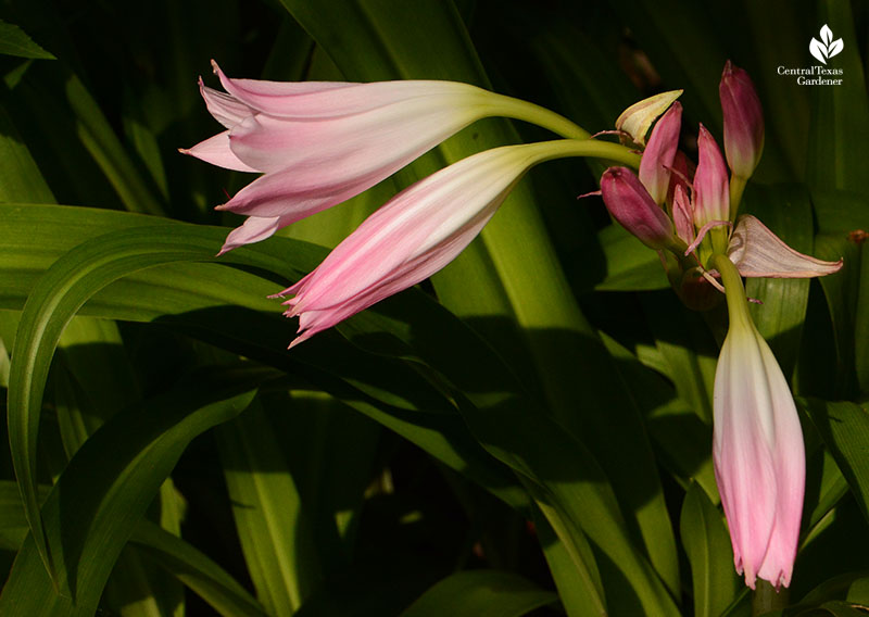 Pink crinum lily July bloom Central Texas Gardener