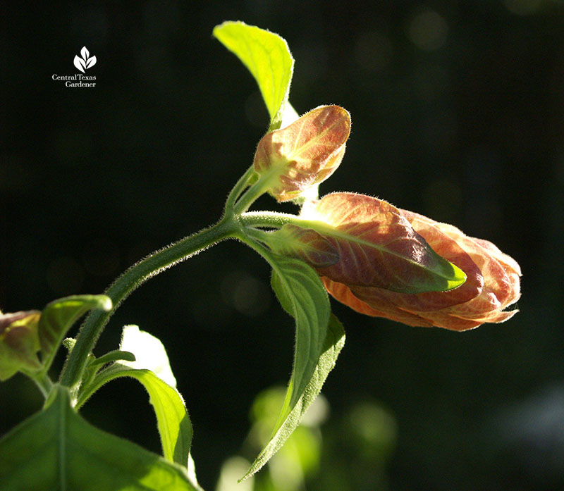 Shrimp plant for part sun and part shade