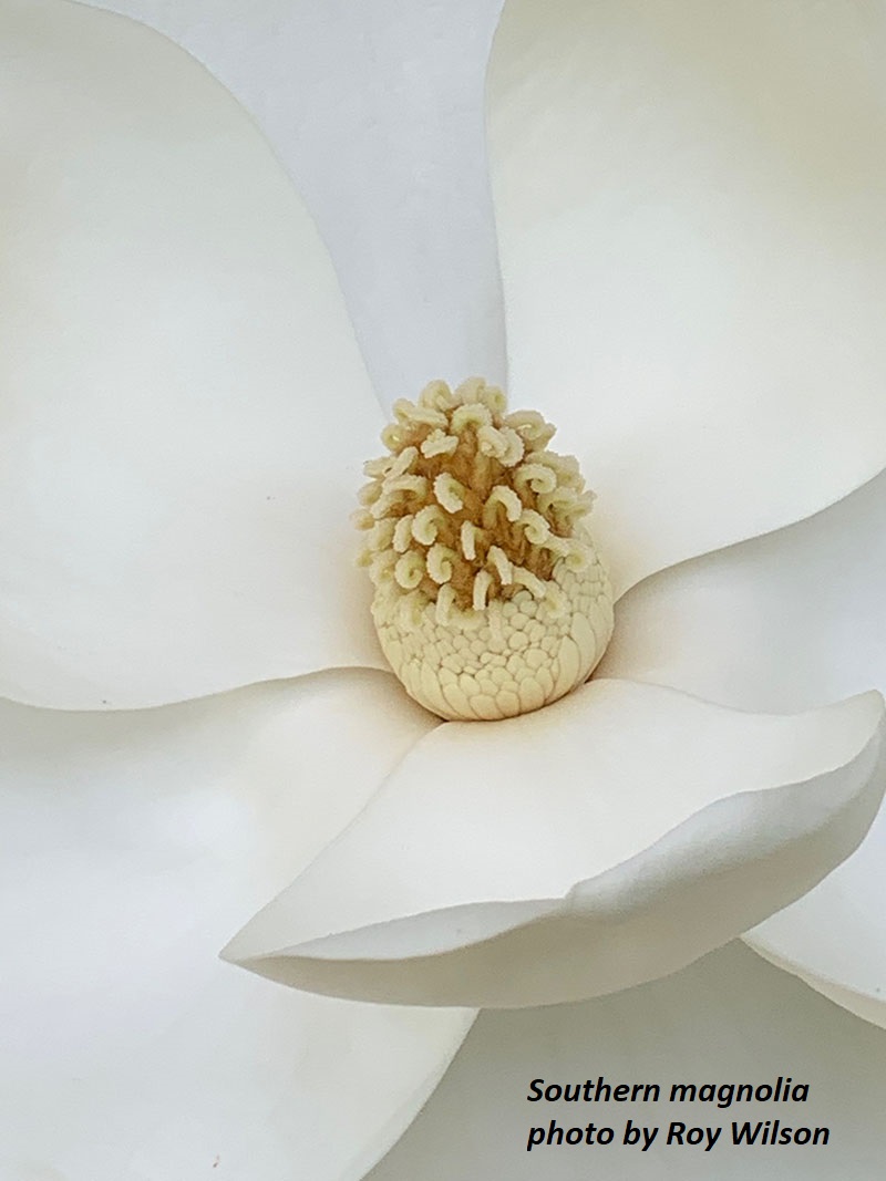 Southern magnolia flower by Roy Wilson Central Texas Gardener