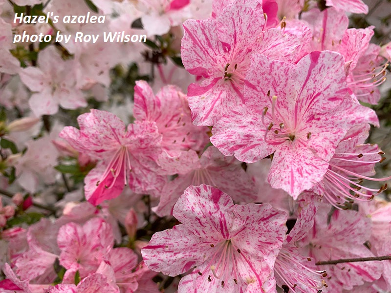 candy striped azaleas photo by Roy Wilson Central Texas Gardener