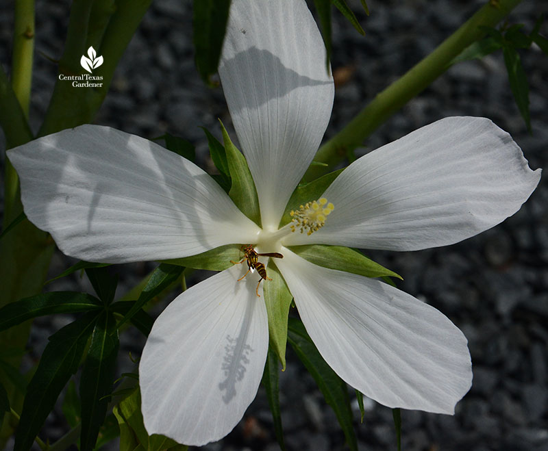 white Texas Star hibiscus Central Texas Gardener