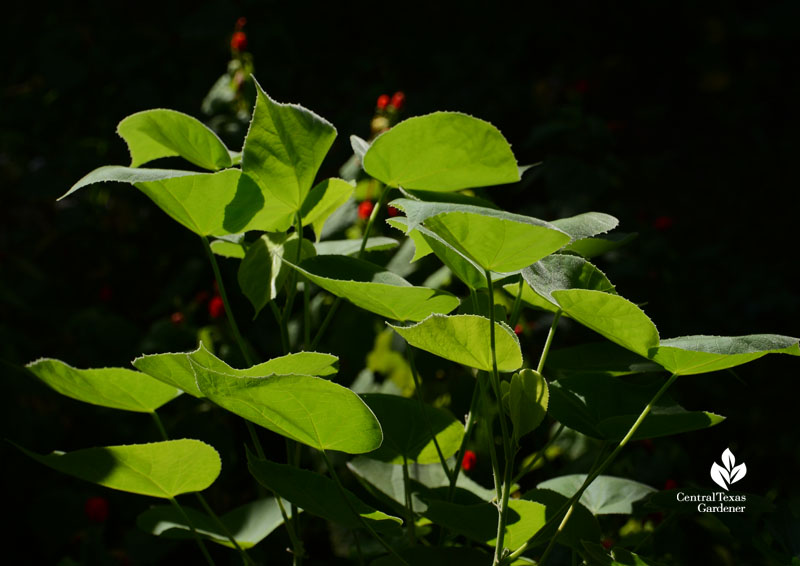 Abutilon palmeri leaves Central Texas Gardener