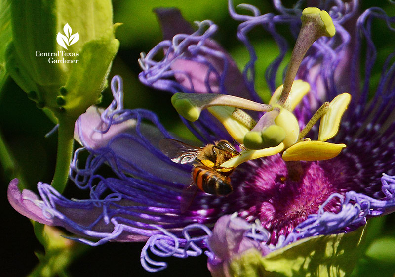 Bee on passion vine pollen Central Texas Gardener