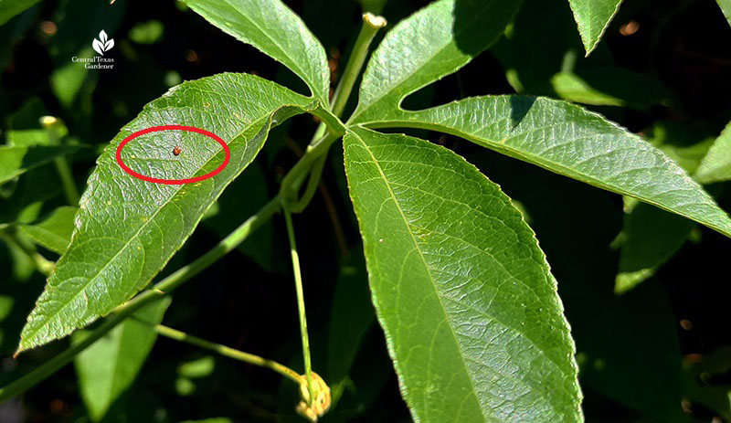 Gulf Fritillary egg on passion vine Central Texas Gardener