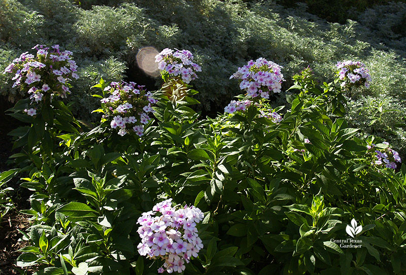 Phlox paniculata and artemisia