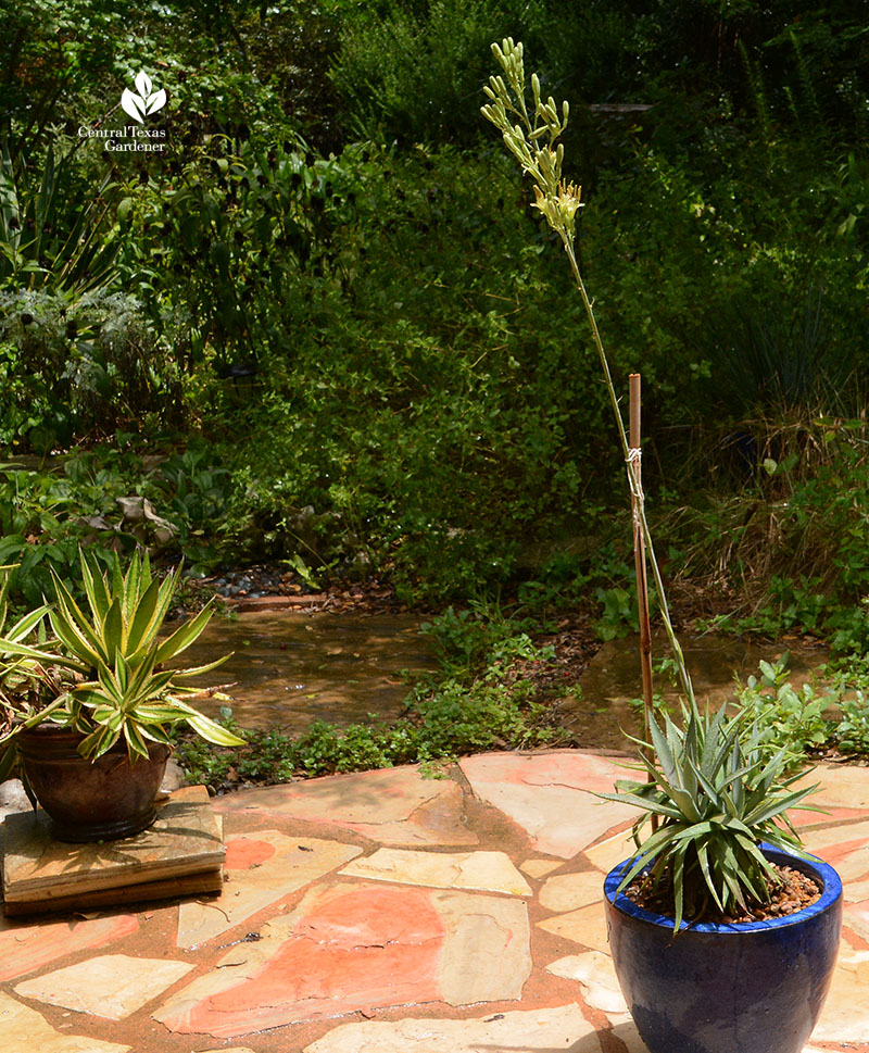 Mangave Bloodspot bloom spike in container Central Texas Gardener