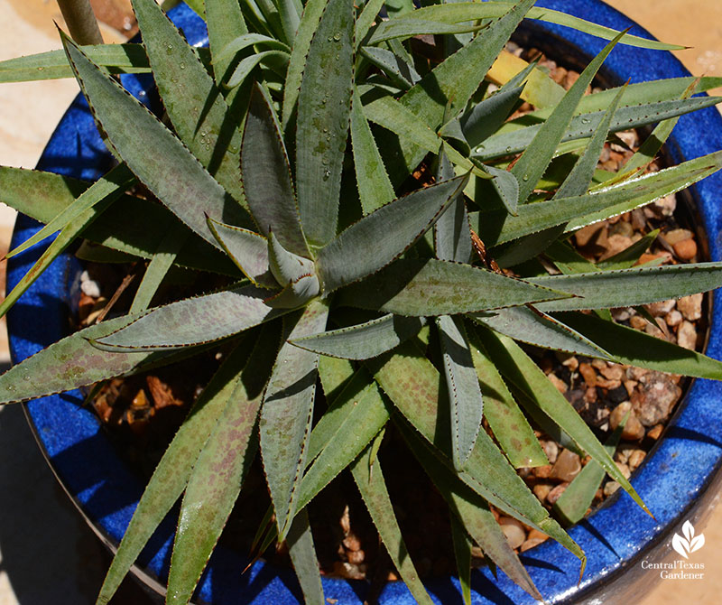 Mangave Bloodspot leaves Central Texas Gardener