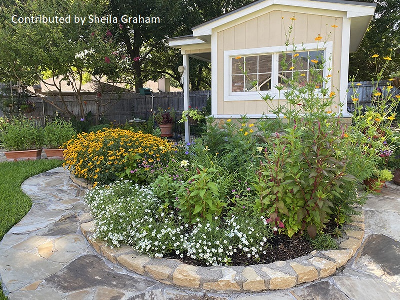 Rudbeckia blackfoot daisy cosmos raised bed cute shed Sheila Graham garden Central Texas Gardener