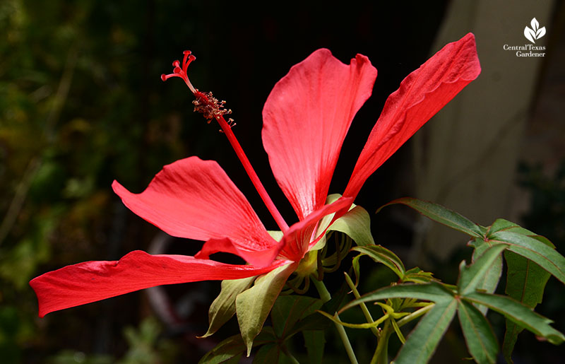 Texas Star hibiscus Central Texas Gardener