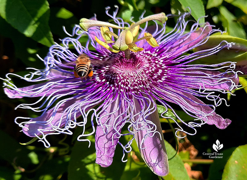 bee on passion vine collecting pollen Central Texas Gardener