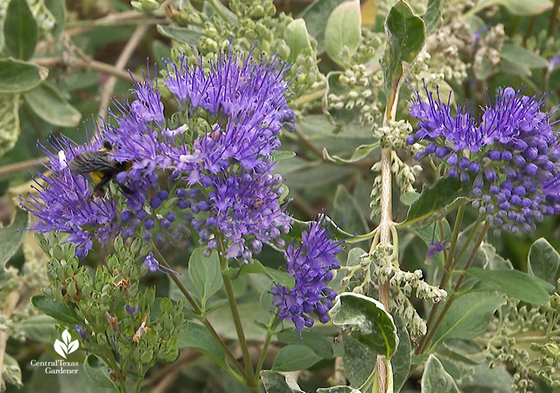 bee on purple Caryopteris (Dark Knight) Doug Green habitat Central Texas Gardener