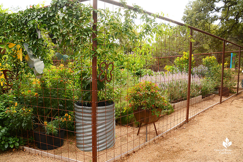 containers and perennial plants deer proof fenced butterfly habitat Doug Green Central Texas Gardener 