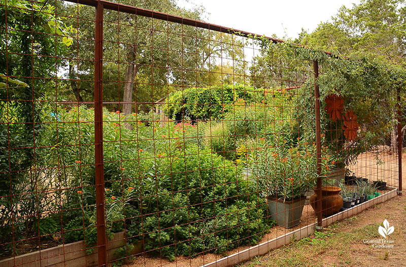 containers and habitat fenced garden against deer Doug Green Central Texas Gardener