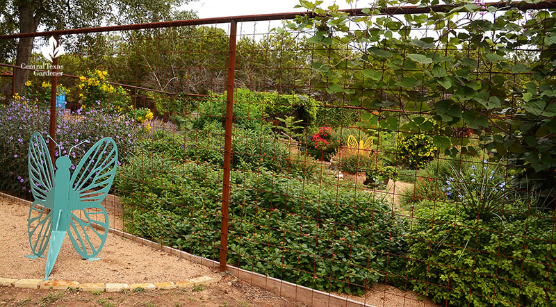path to enclosed deer proof habitat garden Doug Green Central Texas Gardener