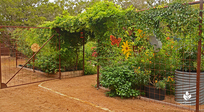 deer proof habitat fenced garden gate with crossvine Doug Green garden Central Texas Gardener