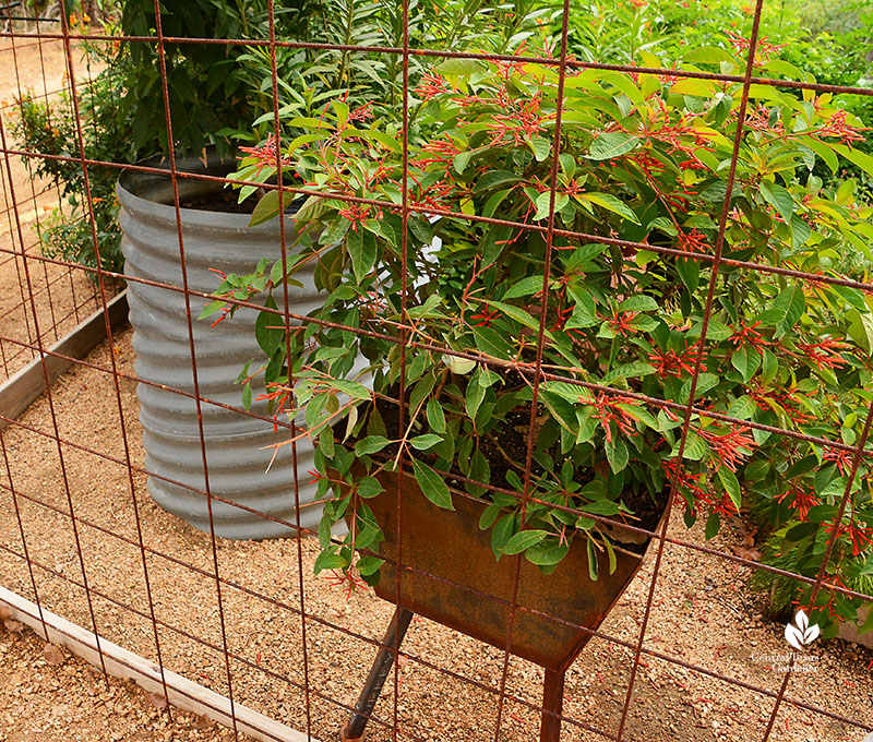 Recycled culvert planter and hand welded metal container for Hamelia patens Doug Green habitat Central Texas Gardener 