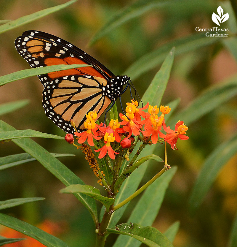 Monarch butterfly tropical milkweed Doug Green habitat garden Central Texas Gardener 