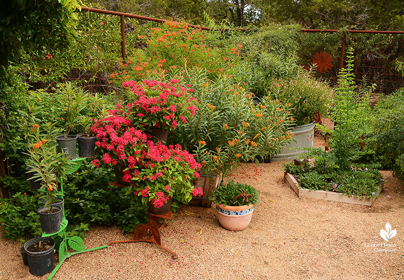 pentagon planter Penta, tropical milkweed stock tank planter Doug Green habitat Central Texas Gardener