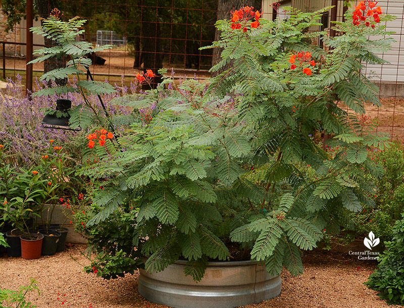 Pride of Barbados stock tank planter Doug Green butterfly habitat Central Texas Gardener 