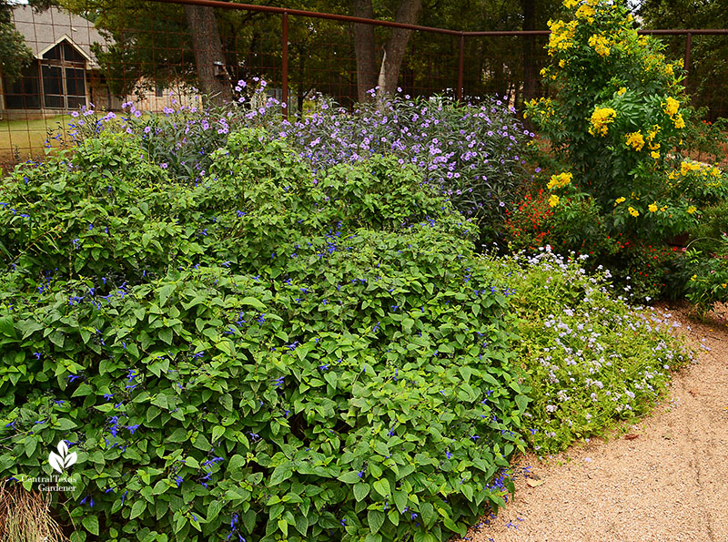 Black & Blue salvia, Gregg's mistflower, ruellia, esperanza Doug Green butterfly habitat Central Texas Gardener