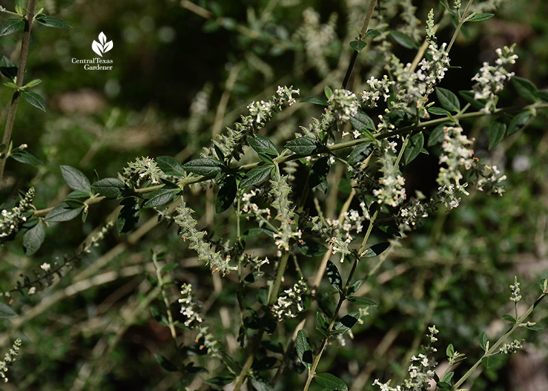 Aloysia gratissima bee-brush Central Texas Gardener