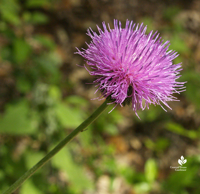 American basket-flower