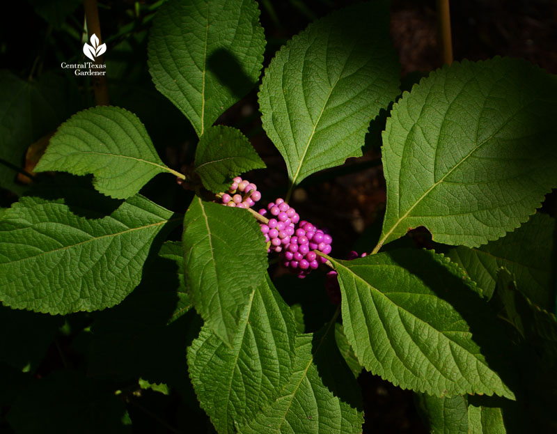 American beautyberry Central Texas Gardener