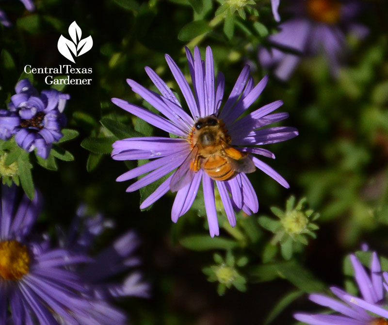 Bee on purple fall aster Central Texas Gardener