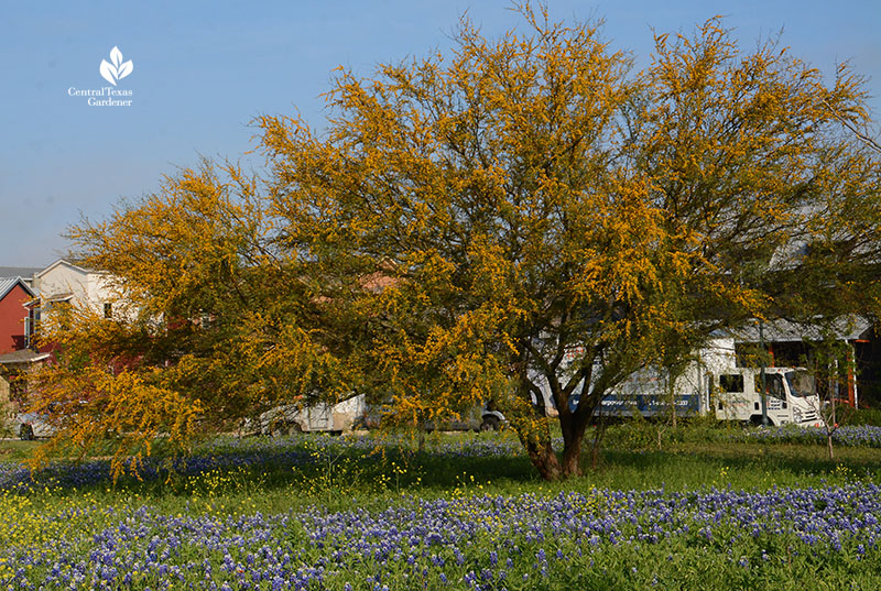 Huisache native tree and bluebonnets Mueller wildflower meadow and food forest Central Texas Gardener