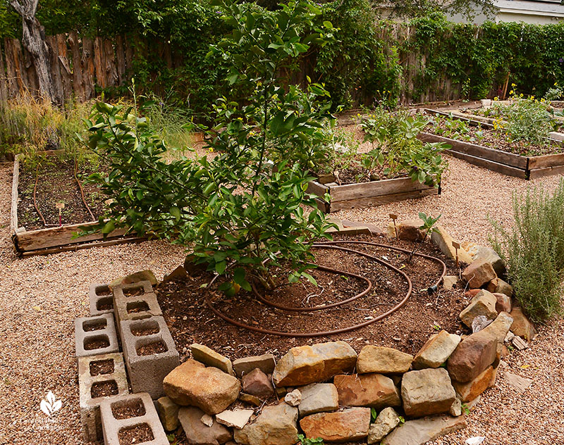 Meyer lemon tree organic garden design Meredith Thomas Central Texas Gardener