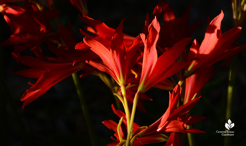 Oxblood lily Central Texas Gardener