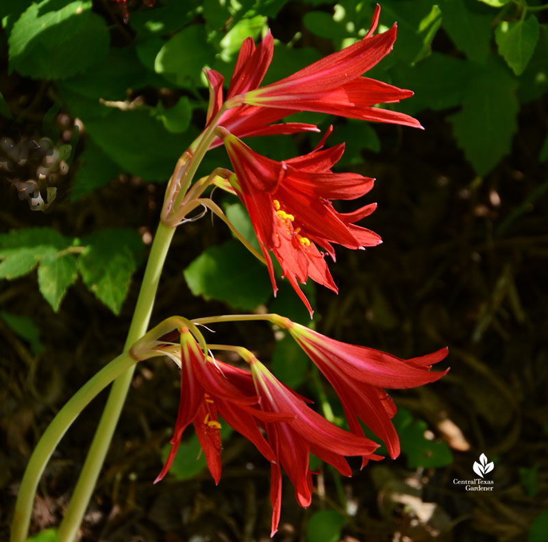 Oxblood lily schoolhouse lily cluster September rains Central Texas Gardener