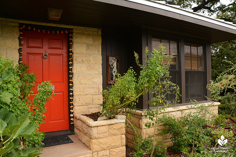 Papalo and moringa front door Meredith Thomas garden Central Texas Gardener