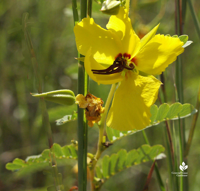 Partridge pea native annual for bees 