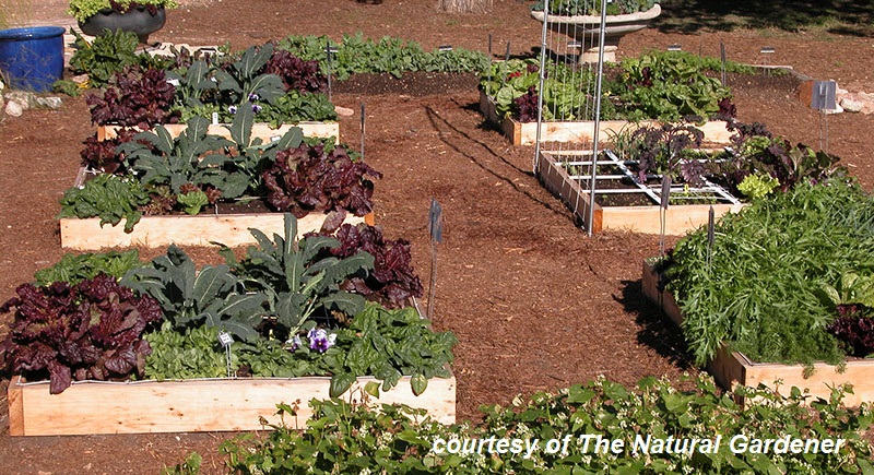 Square Foot Gardening | Central Texas Gardener
