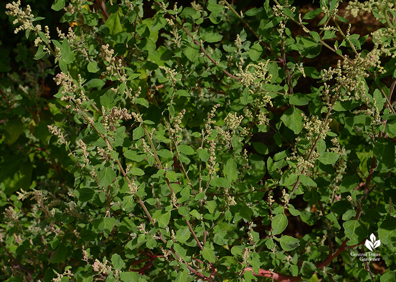 edible lambsquarters Chenapodium giganteum Magenta Spreen Meredith Thomas garden Central Texas Gardener