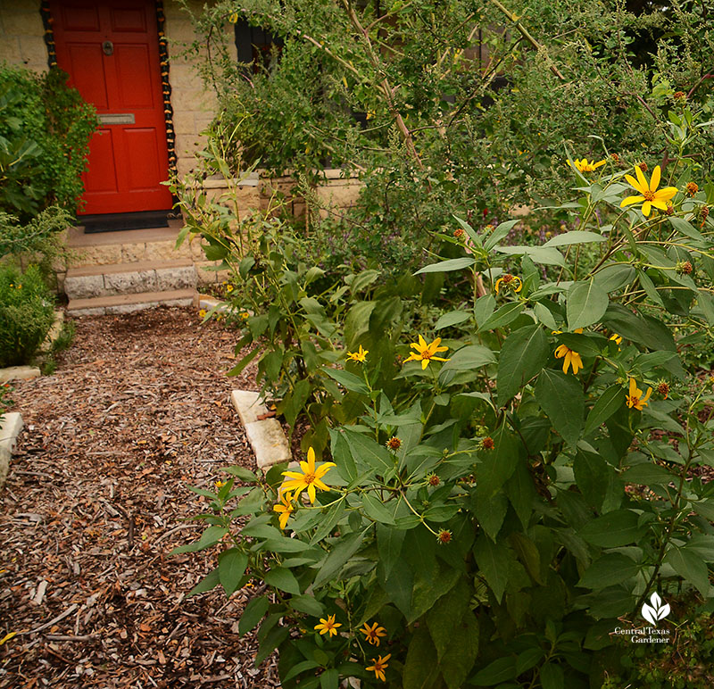 edible sunchoke Jerusalem artichoke Meredith Thomas Central Texas Gardener