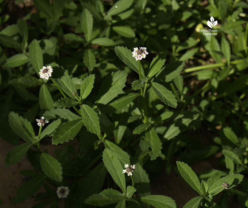 native groundcover frogfruit for bees and butterflies 