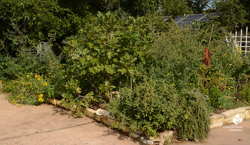 front curb and driveway edible garden Meredith Thomas design Central Texas Gardener