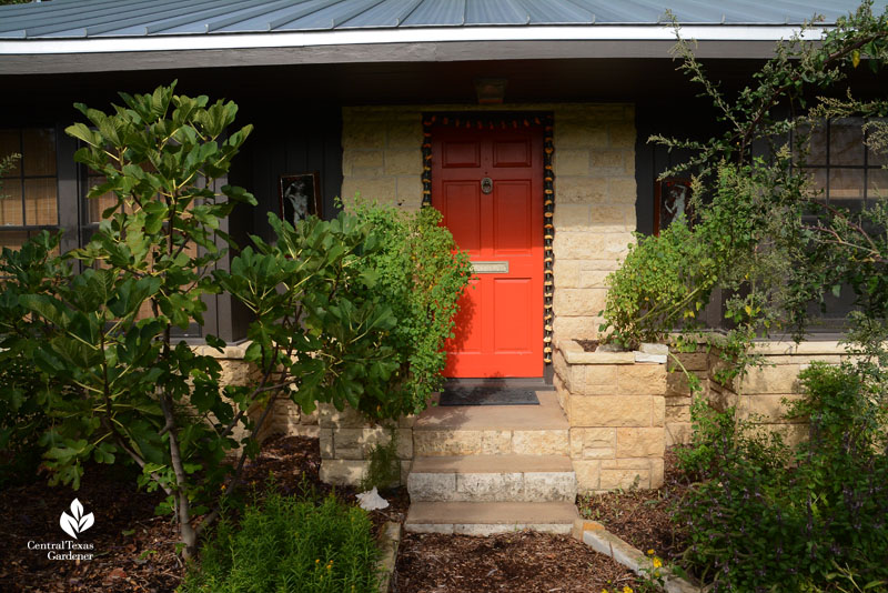 front door food papalo fig moringa Meredith Thomas Central Texas Gardener