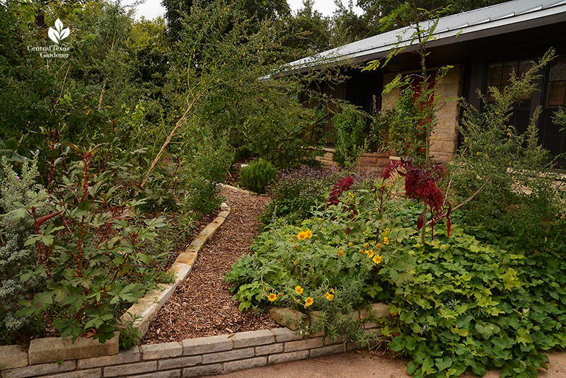 front yard mulch and limestone edge path food forest Meredith Thomas Central Texas Gardener