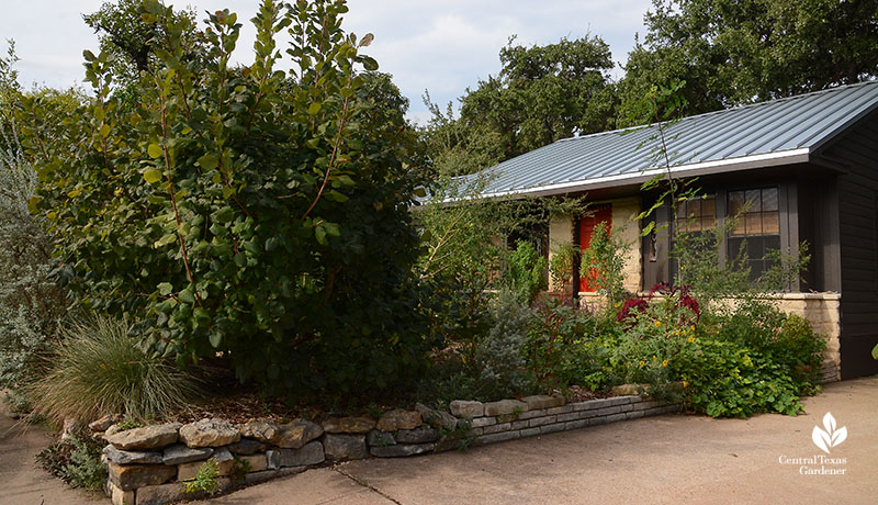 front yard orchard edible garden Meredith Thomas design Central Texas Gardener