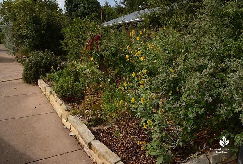 front yard sidewalk and curb edible plants Meredith Thomas design Central Texas Gardener