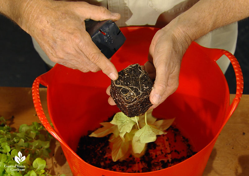 inspect plant roots in nursery pots John Dromgoole Central Texas Gardener