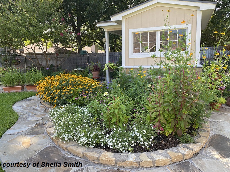 native and adapted plants for pollinators raised stone bed around shed Sheila Smith garden Central Texas Gardener