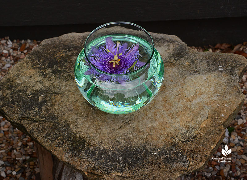 passion vine flower in bowl Meredith Thomas garden Central Texas Gardener