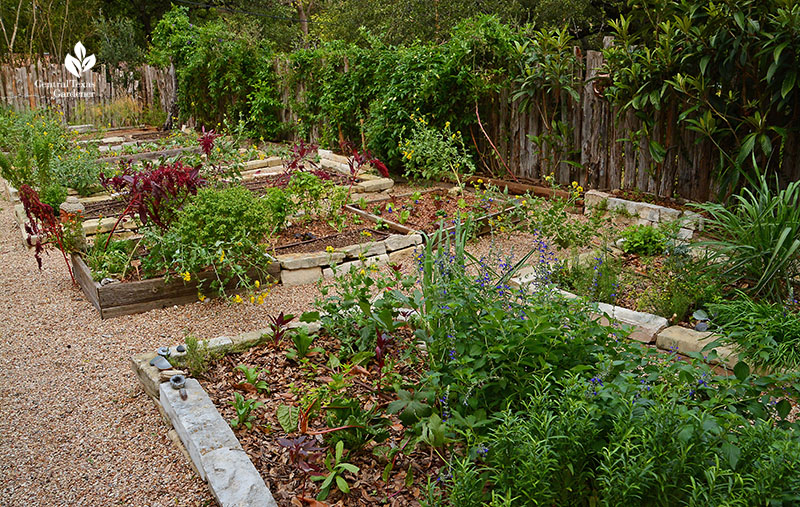 raised vegetable beds organic food passionvine loquat tree Meredith Thomas 