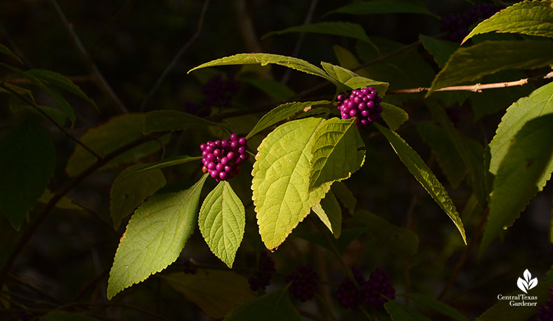 American beautyberry fall purple fruits Central Texas Gardener