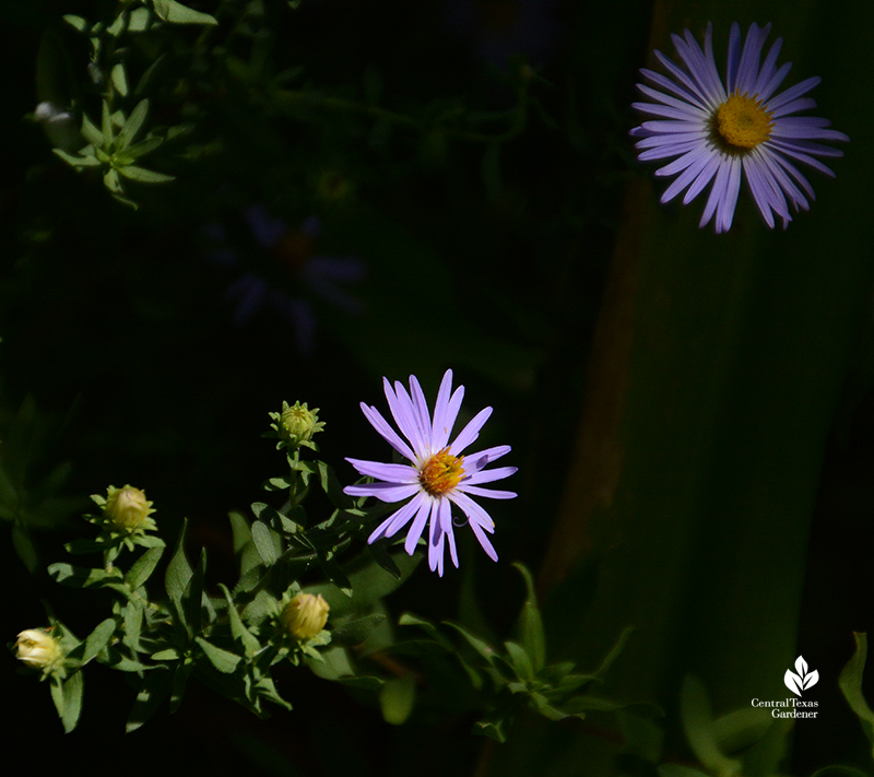 Aromatic aster in dramatic light Central Texas Gardener